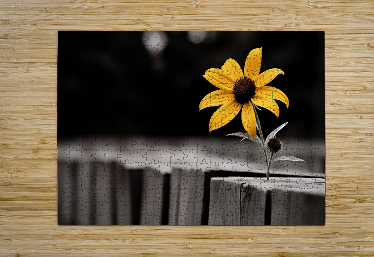 Defiant Bloom – Yellow Flower on Fence Print Savage Art Prints Puzzle printing