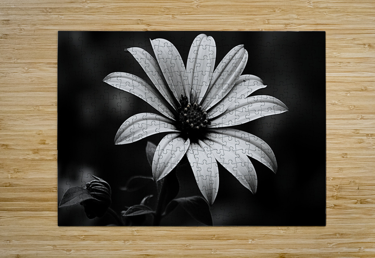 Twilight Petals – Black and White Floral Portrait Savage Art Prints Puzzle printing