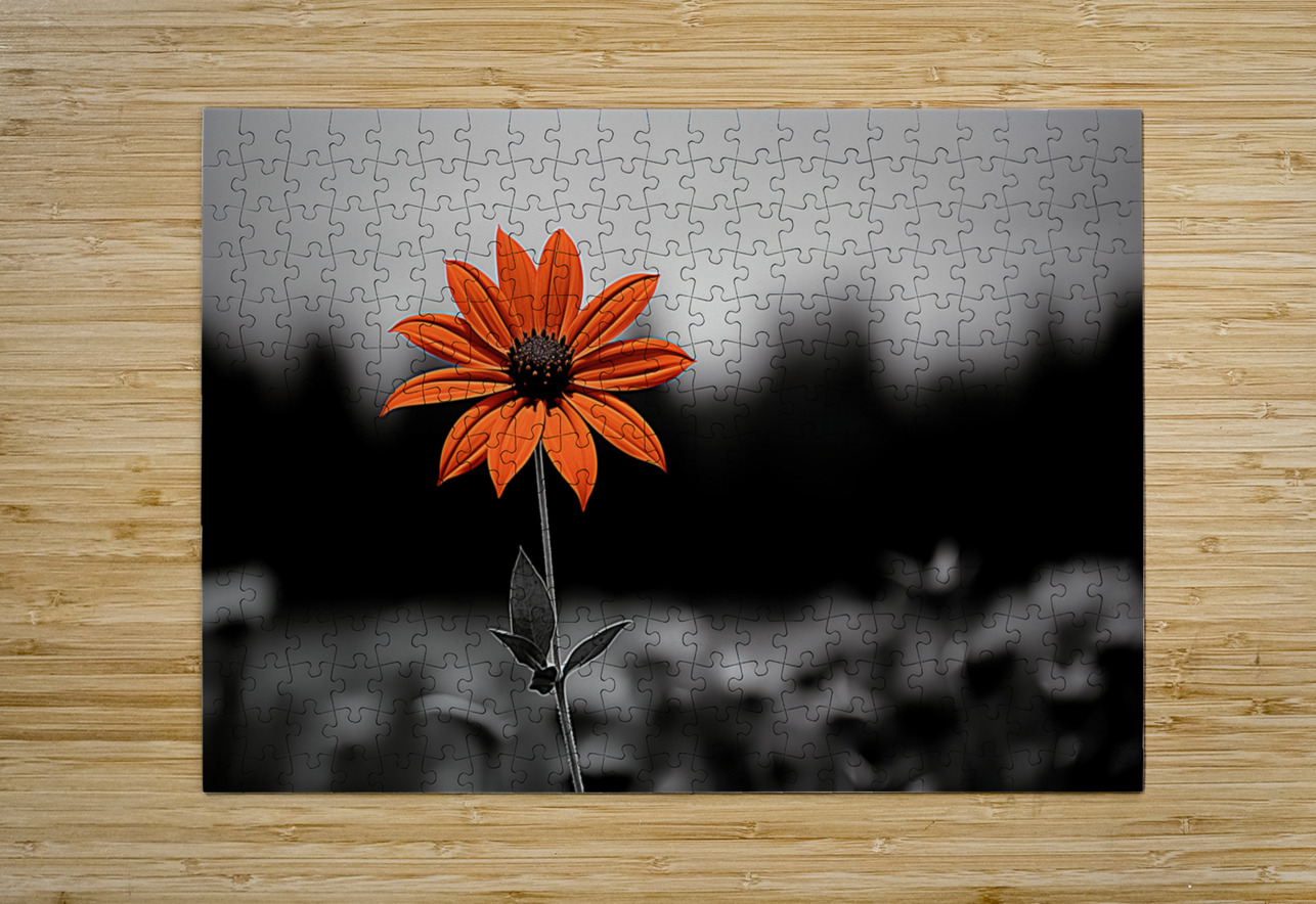 Solitary Flame – Orange Daisy in the Dark Print Savage Art Prints Puzzle printing