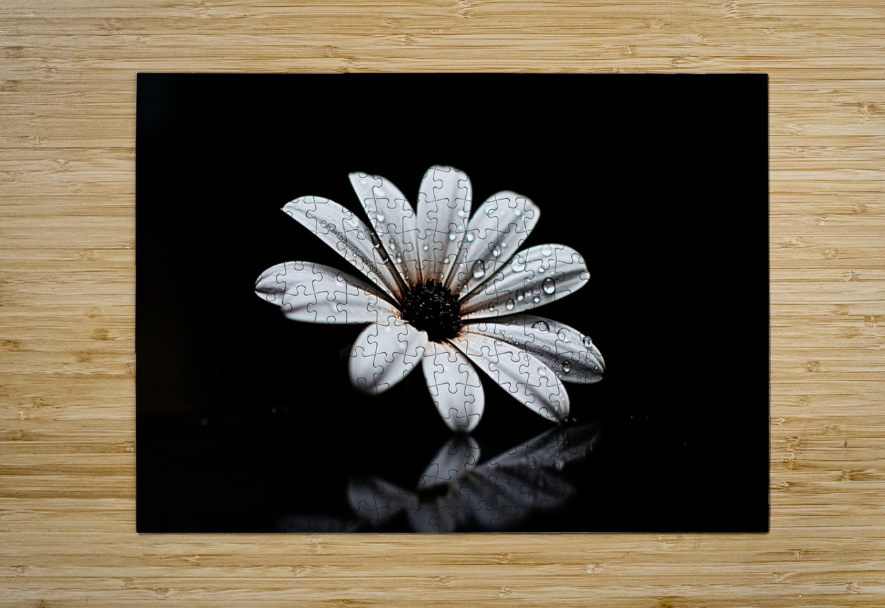 Whisper Bloom – Minimalist Daisy on Black Print Savage Art Prints Puzzle printing