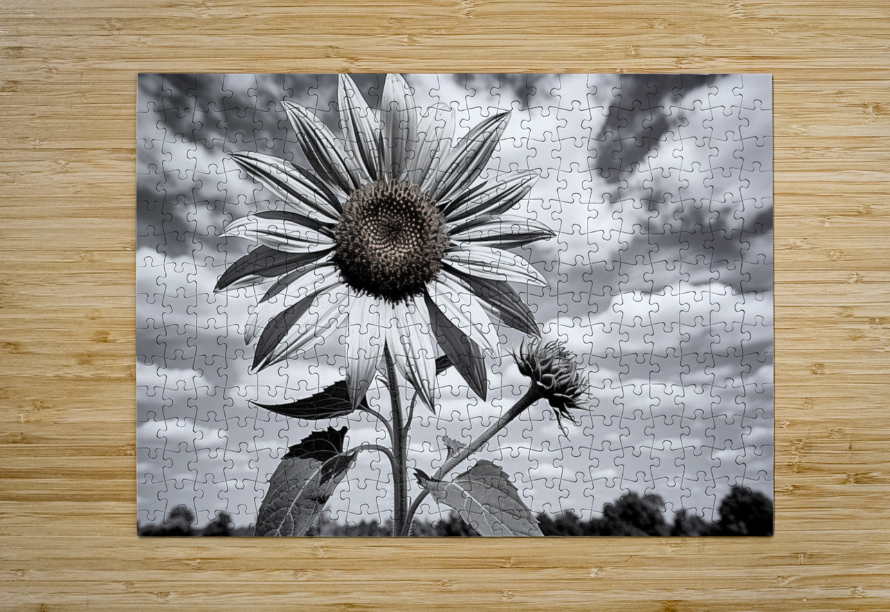 Skyward – Monochrome Sunflower Landscape Print Savage Art Prints Puzzle printing