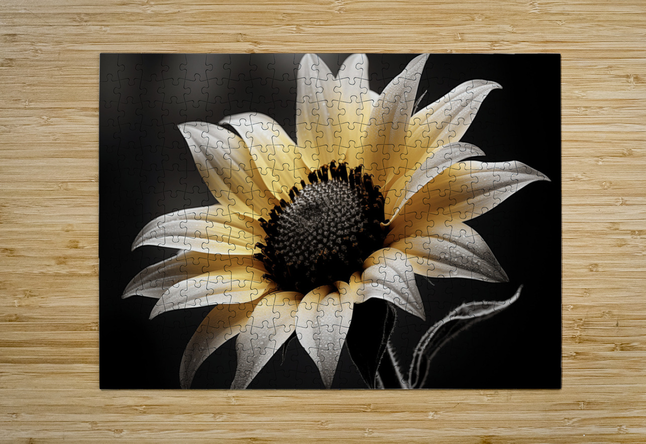 Silver Petals – Monochrome Sunflower Portrait Print Savage Art Prints Puzzle printing