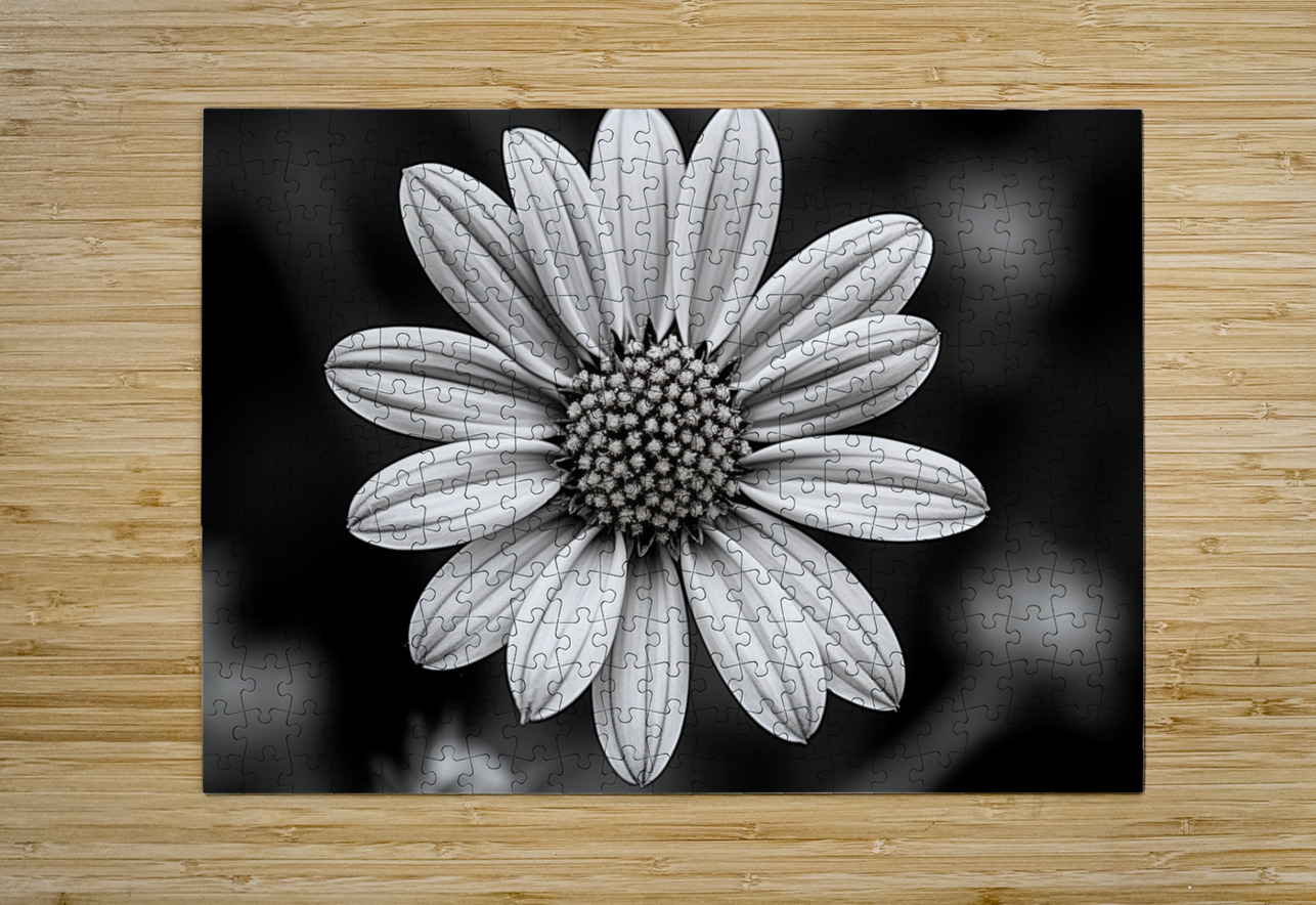 Fields of Memory – Black and White Sunflower Portrait Savage Art Prints Puzzle printing