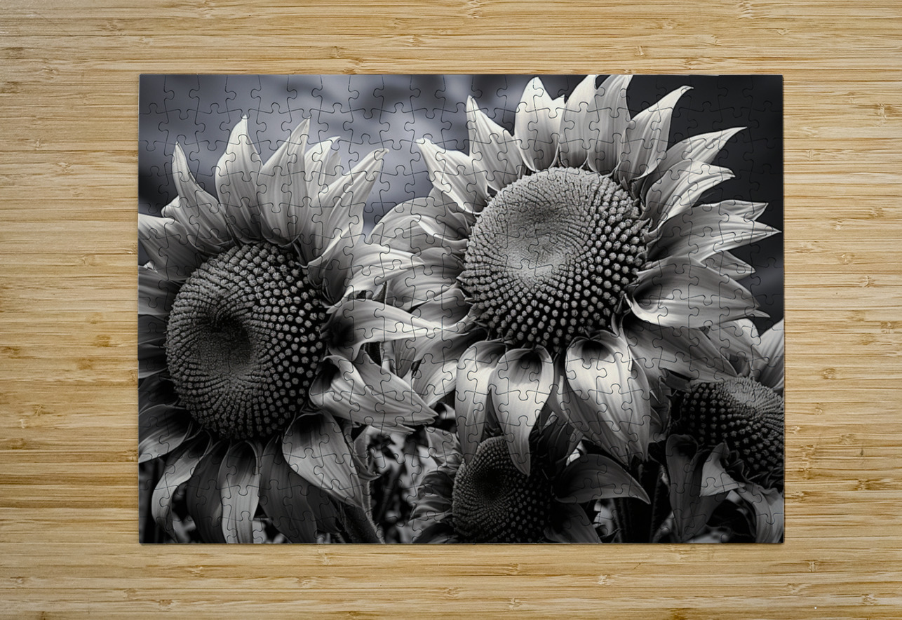 Sunlit Shadows – Dual Sunflower Study Print Savage Art Prints Puzzle printing