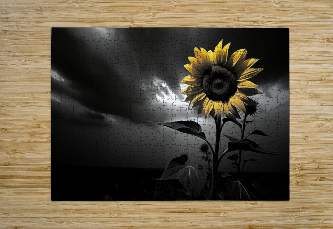 Hope in Bloom – Selective Color Sunflower Print Savage Art Prints Puzzle printing