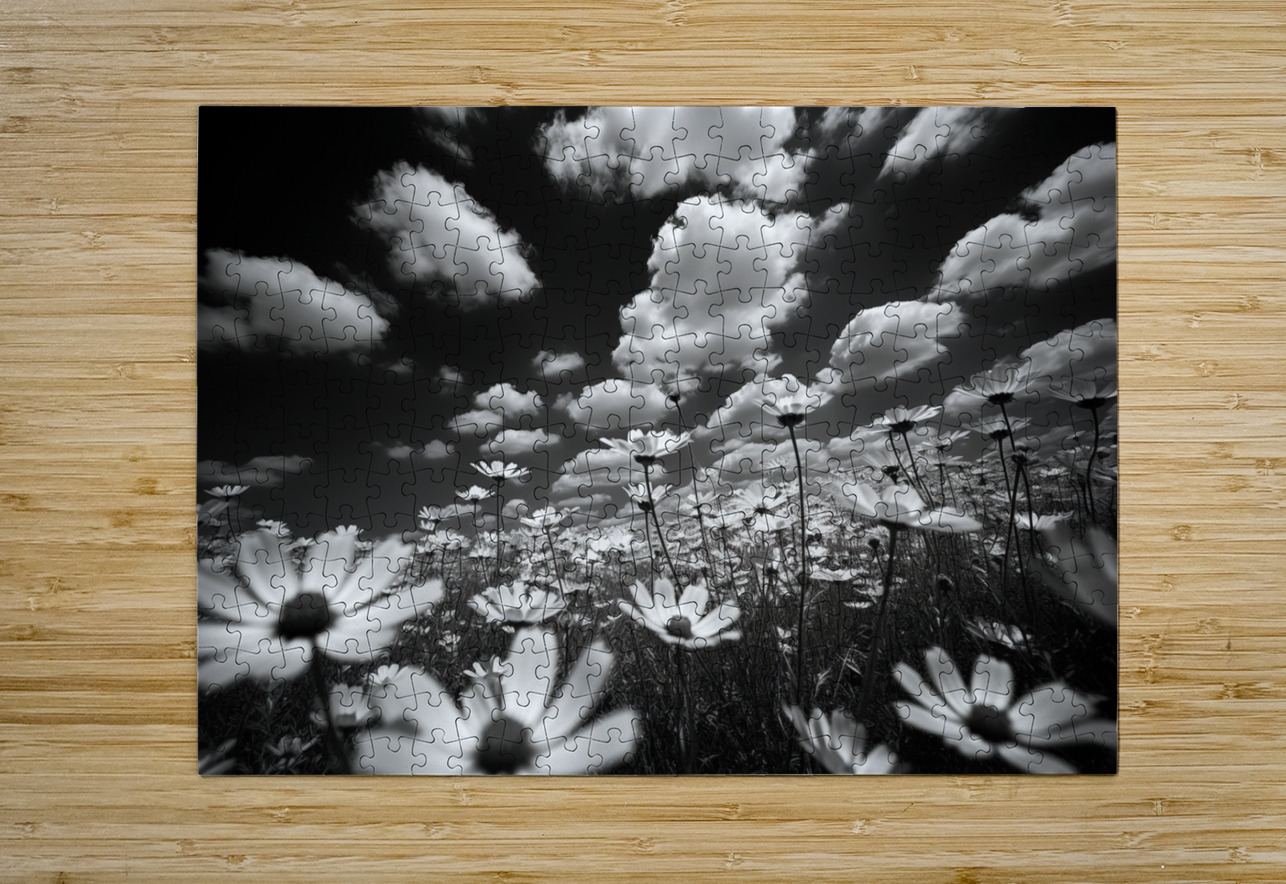 Whispers of the Sky – Monochrome Daisy Field Print Savage Art Prints Puzzle printing