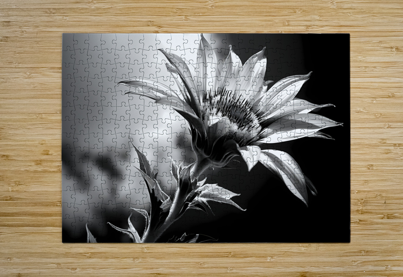 Sunflower Monochrome – Black & White Botanical Study Savage Art Prints Puzzle printing