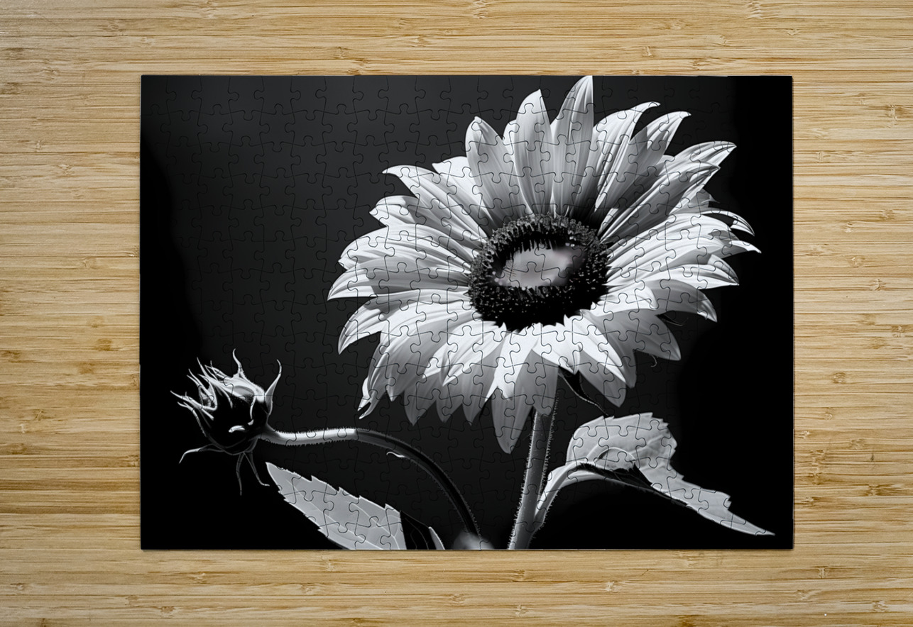Iconic Sunflower – Golden Bloom Fine Art Print Savage Art Prints Puzzle printing