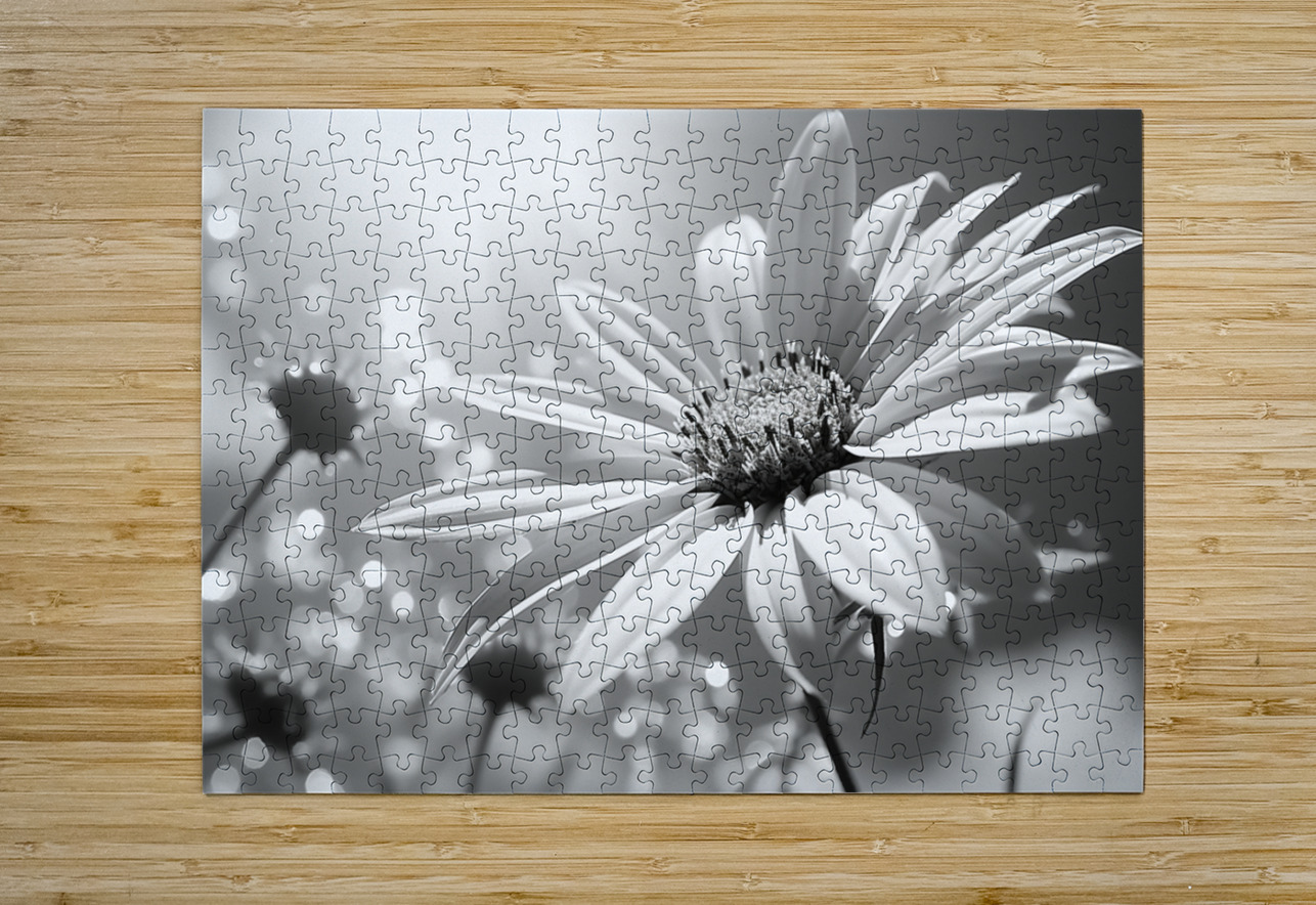 Whispers of the Sun – Minimal Daisy Art Print Savage Art Prints Puzzle printing