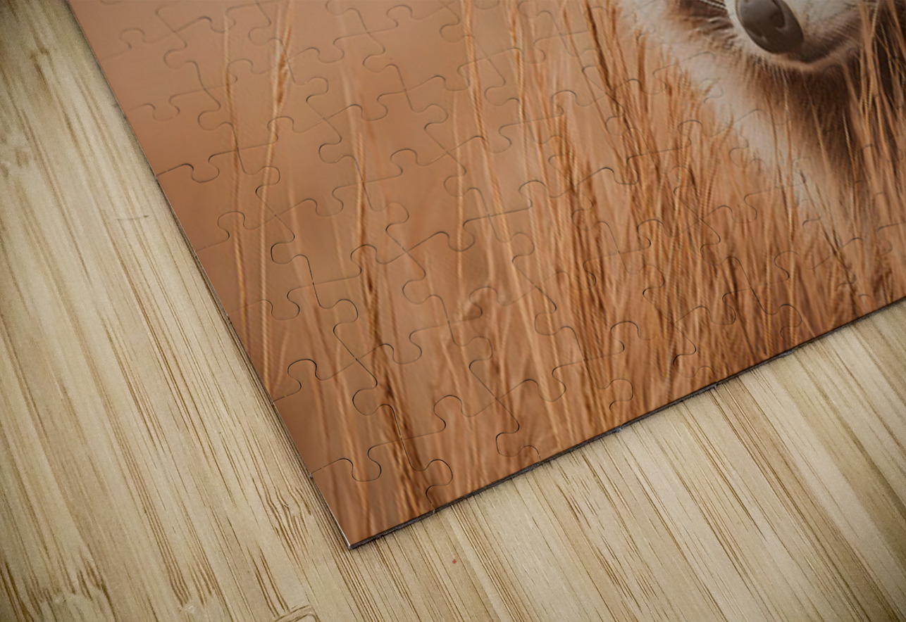 Golden Field – Raccoon Duo Print Savage Art Prints Puzzle