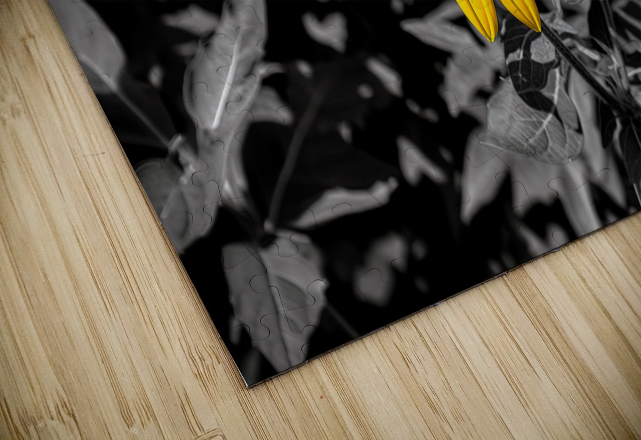 Golden Defiance – Yellow Flower in Monochrome Field Print Savage Art Prints Puzzle