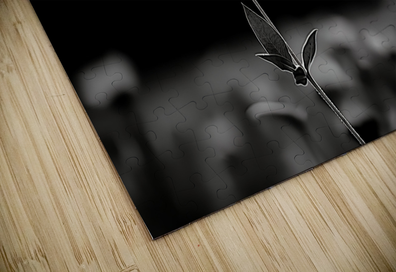 Solitary Flame – Orange Daisy in the Dark Print Savage Art Prints Puzzle