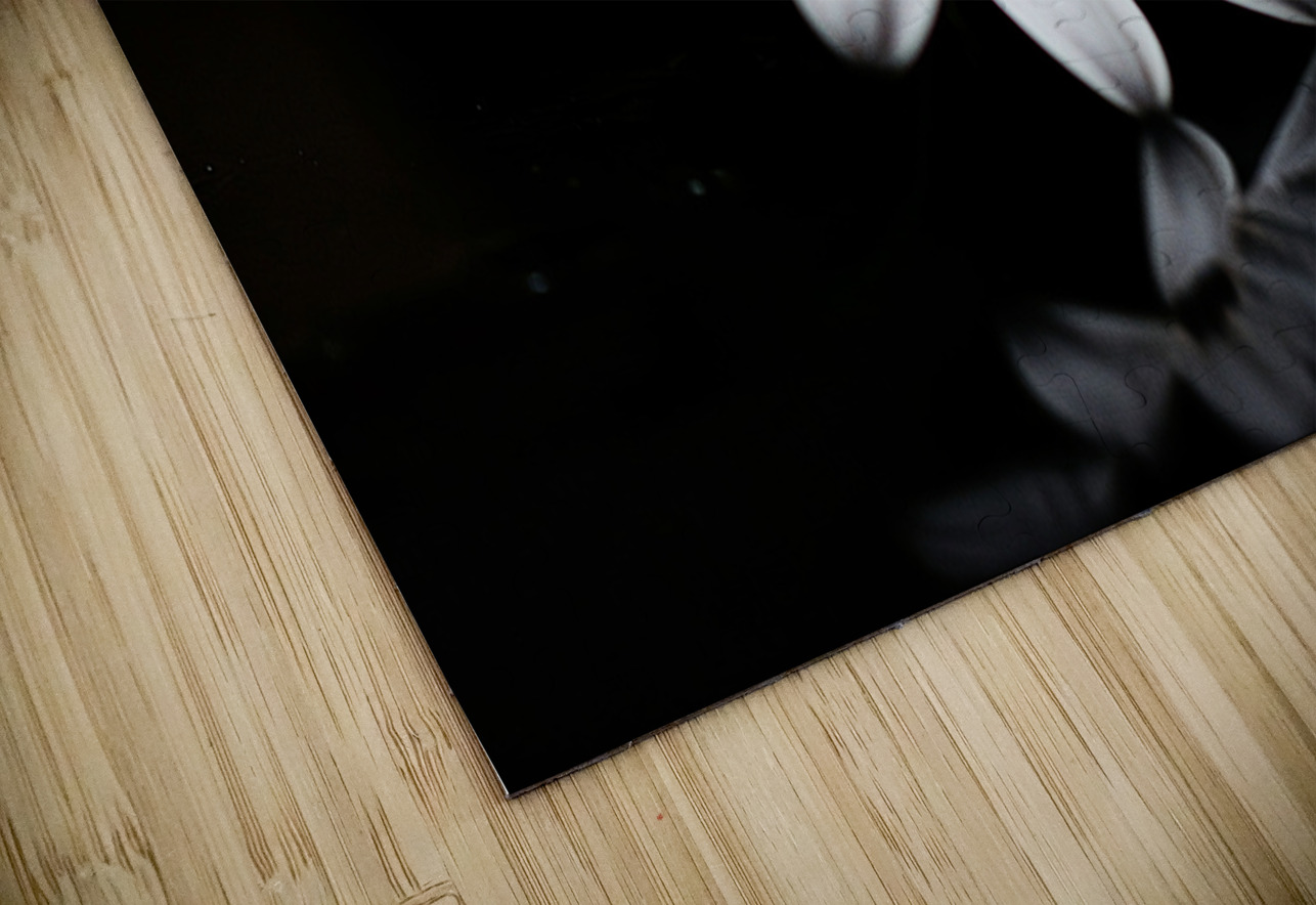 Whisper Bloom – Minimalist Daisy on Black Print Savage Art Prints Puzzle