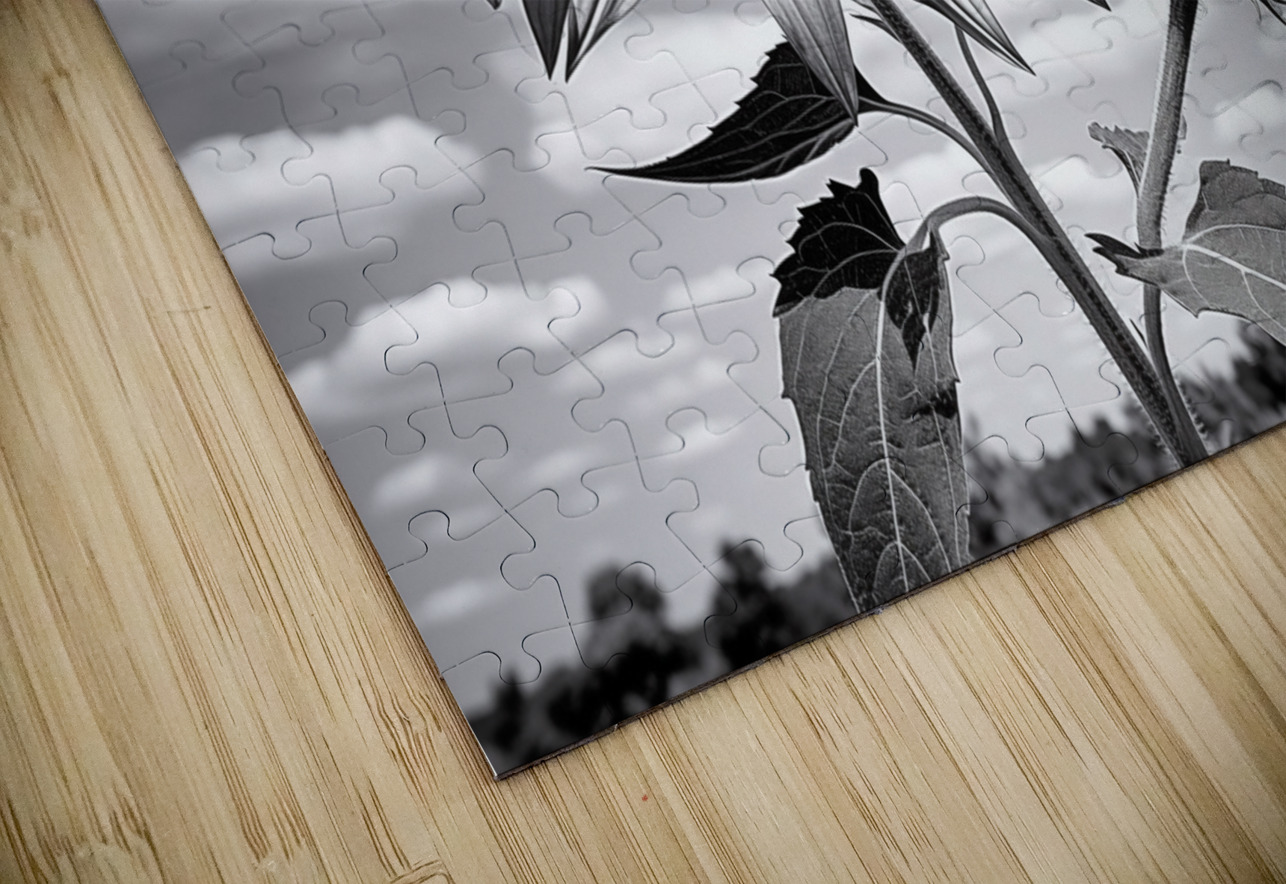 Skyward – Monochrome Sunflower Landscape Print Savage Art Prints Puzzle