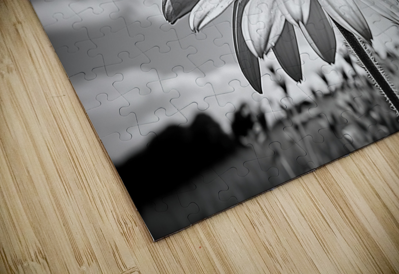 Summer’s Echo – Black and White Sunflower Field Print Savage Art Prints Puzzle