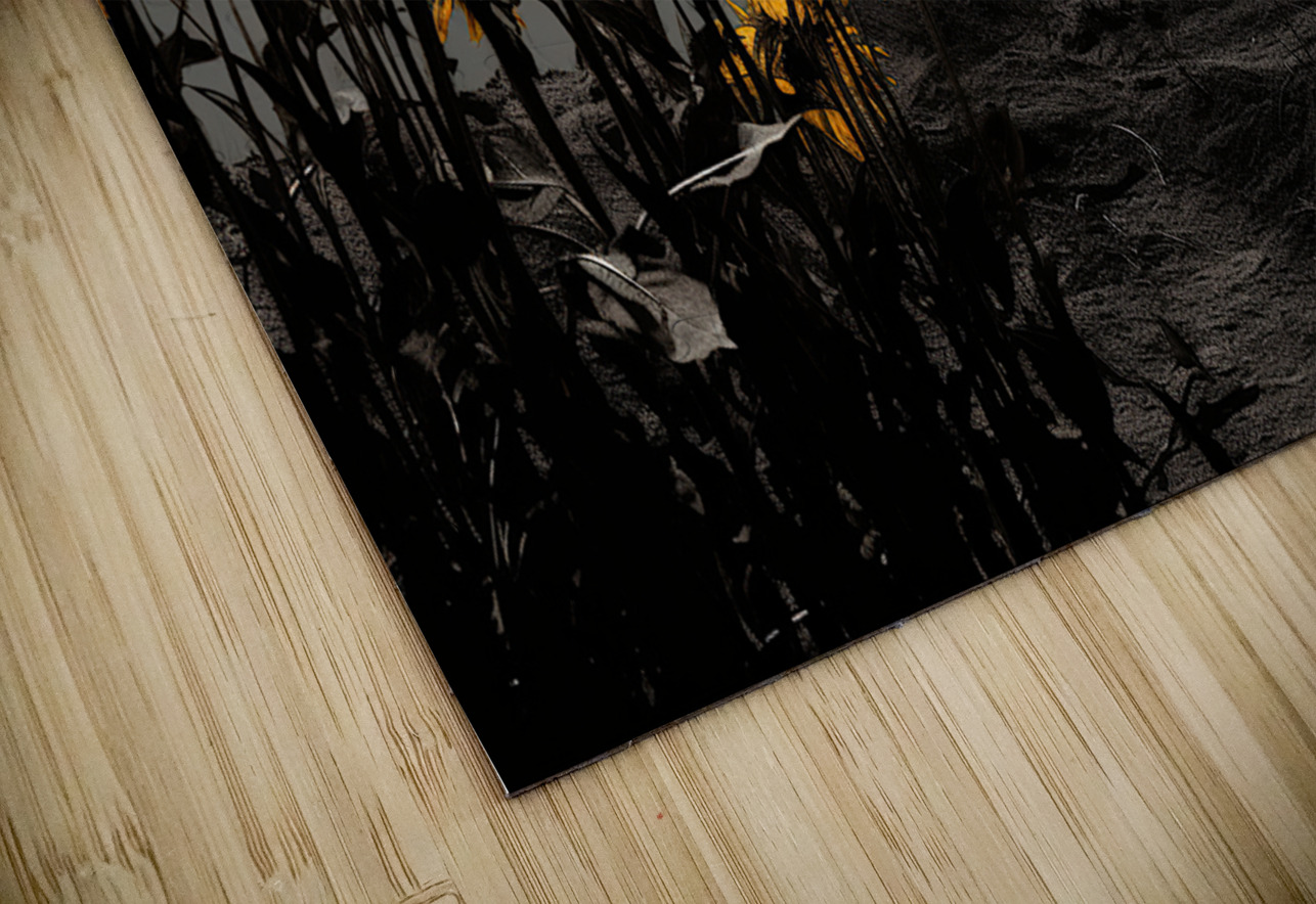 Harvest Moon – Golden Sunflowers by Moonlight Print Savage Art Prints Puzzle