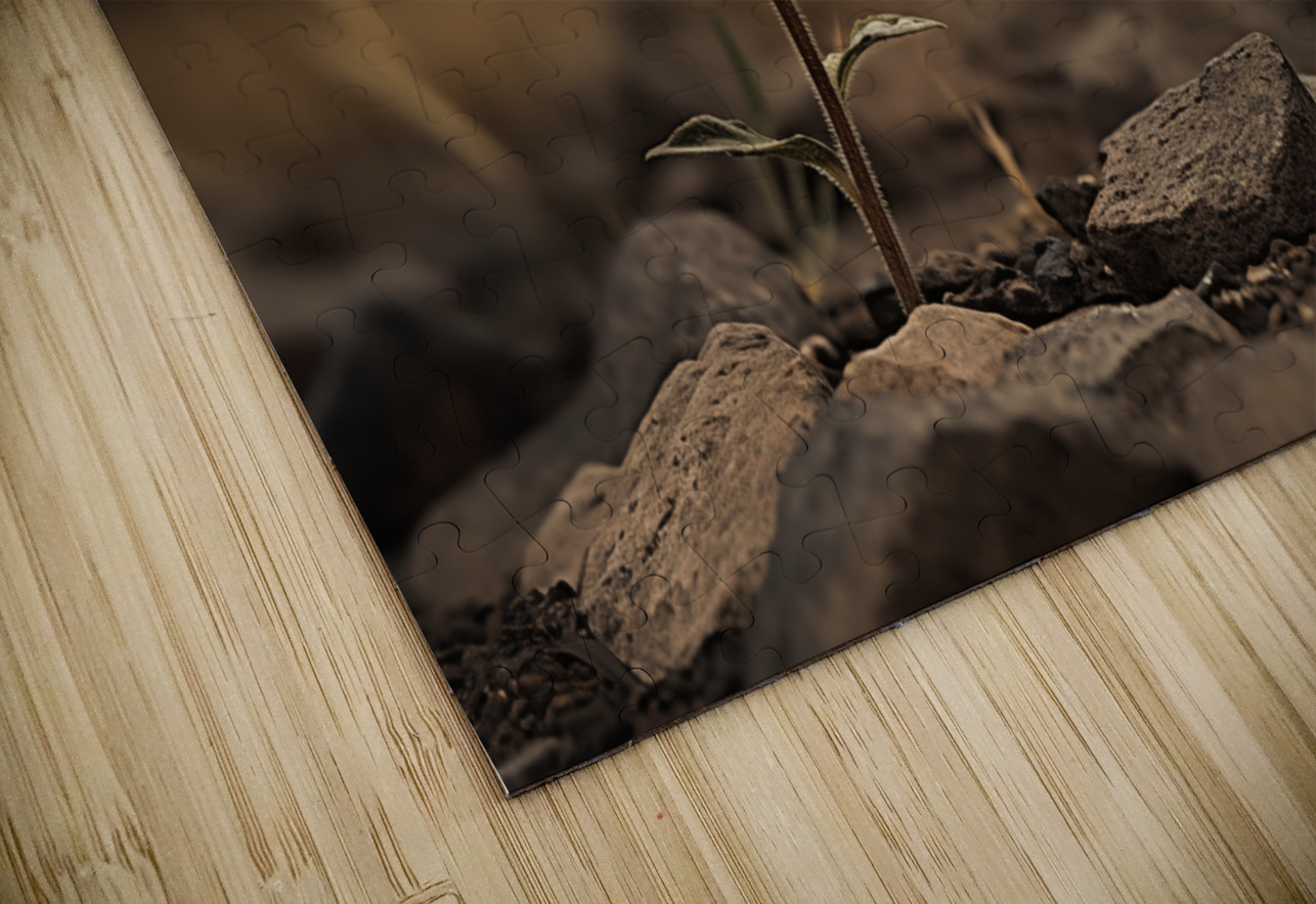 Golden Resolve – Sunflower in Sepia Field Print Savage Art Prints Puzzle