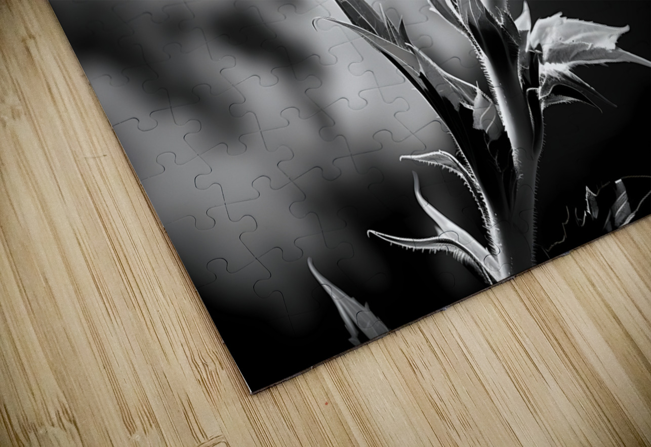 Sunflower Monochrome – Black & White Botanical Study Savage Art Prints Puzzle