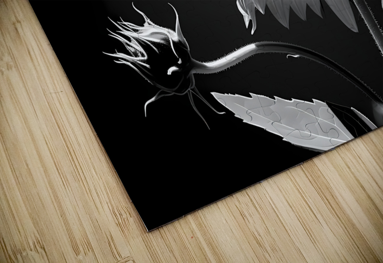 Iconic Sunflower – Golden Bloom Fine Art Print Savage Art Prints Puzzle