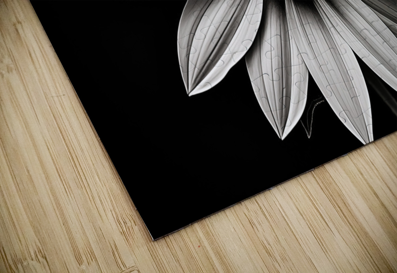 Resplendent – Luminous Daisy Monochrome Art Print Savage Art Prints Puzzle