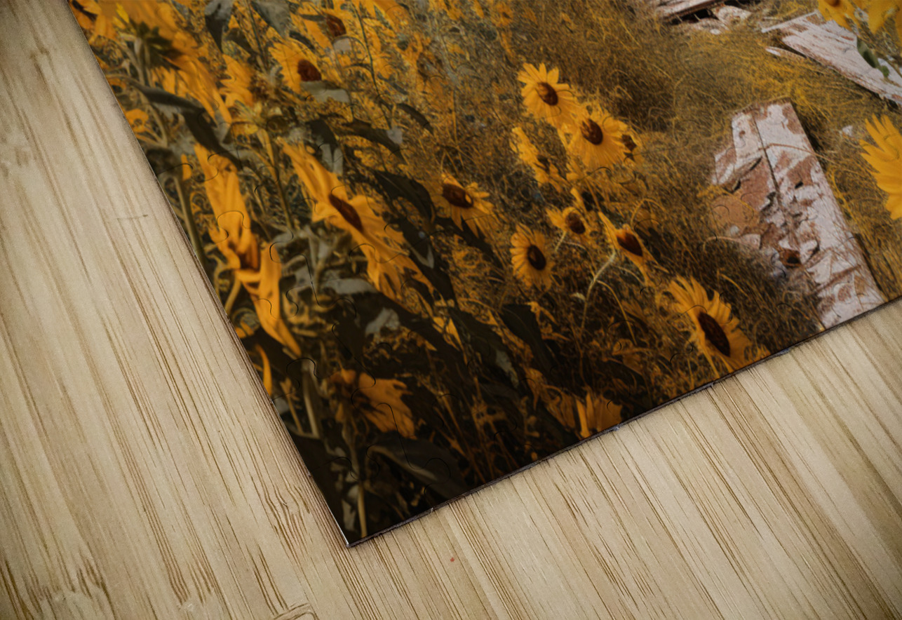 Shed - Sunflower Field Cottage Art Prints Savage Art Prints Puzzle