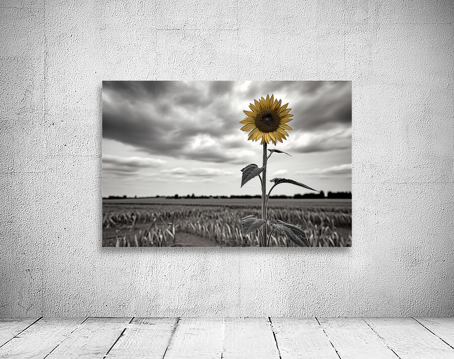 Hope In Contrast - Minimal Sunflower Art Prints Wall Preview