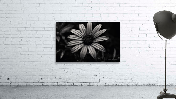 Ashlight Bloom – Monochrome Petal Elegy Print Wall Preview