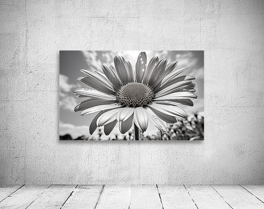 Sky Whisper – Monochrome Daisy Under Clouds Wall Preview