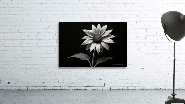 Quiet Majesty – Monochrome Sunflower Study Print Wall Preview