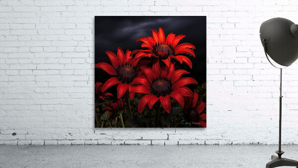 Crimson Daisies – Bold Botanical Statement Print Wall Preview
