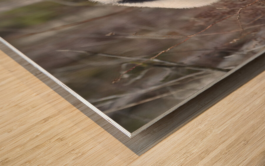 Panda Kin - Wildlife Companions Print Wood print