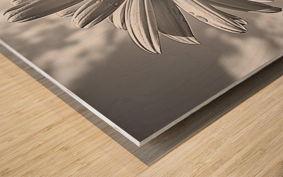 Sky Whisper – Monochrome Daisy Under Clouds Wood print