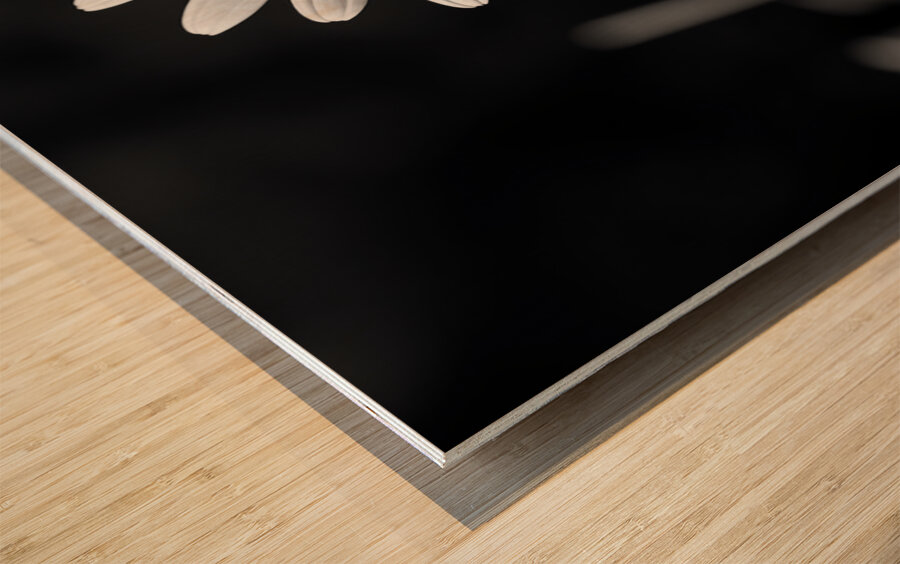 Light & Form – Black and White Daisy Print Wood print