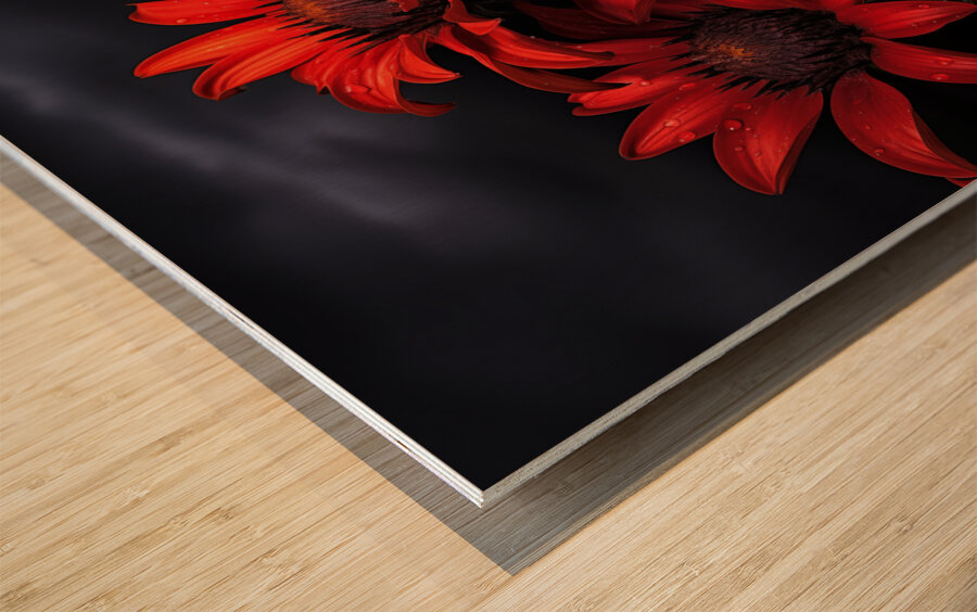 Crimson Daisies – Bold Botanical Statement Print Wood print