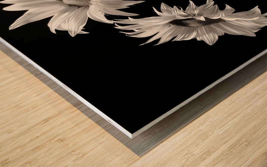 Ineffable – Black & White Twin Sunflower Art Print Wood print